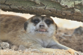 <p>SURIKATA (Suricata suricatta), ZOO Ústí nad Labem</p>